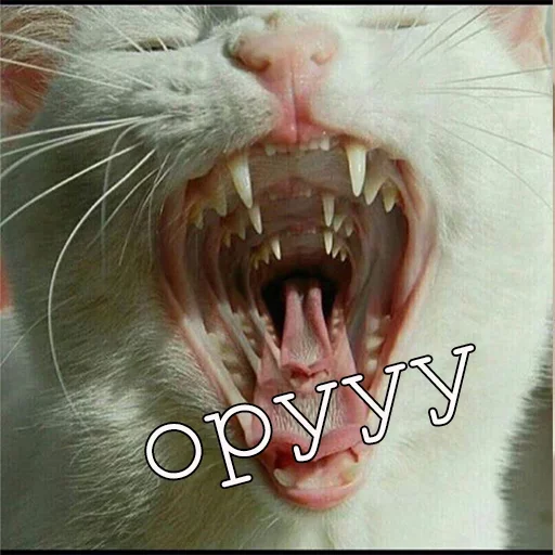 Эмодзи Agressive and nice kittens