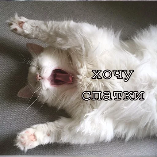 Эмодзи Agressive and nice kittens