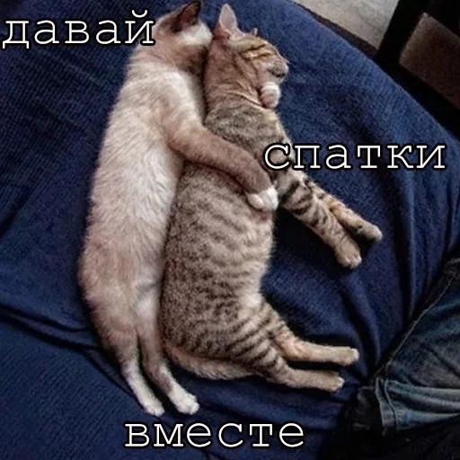 Эмодзи Agressive and nice kittens