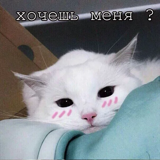 Эмодзи Agressive and nice kittens