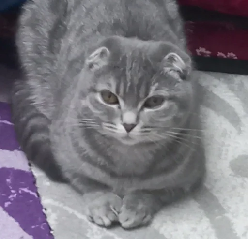 Эмодзи котики