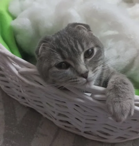 Эмодзи котики