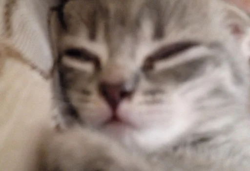 Эмодзи котики