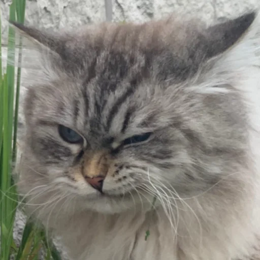 Эмодзи AlinaRinRin Emotes