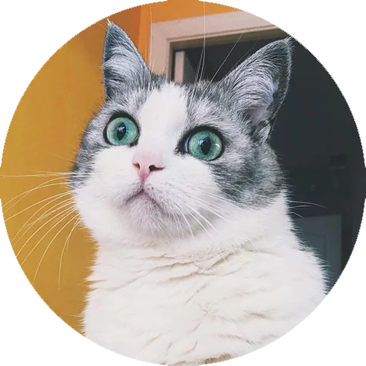 Эмодзи Котики