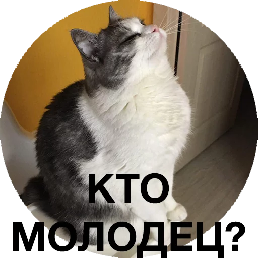 Эмодзи Котики