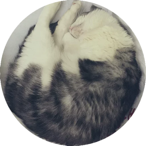 Эмодзи Котики