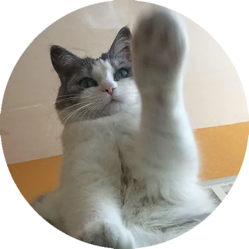 Эмодзи Котики