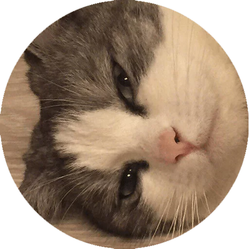 Эмодзи Котики