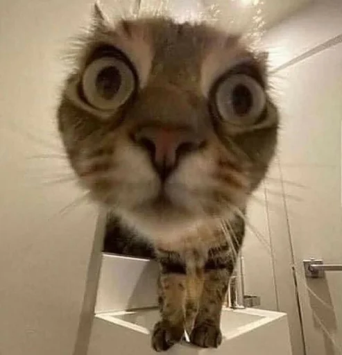 Эмодзи Котики