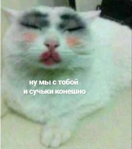 Эмодзи Котики