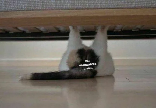 Эмодзи Котики