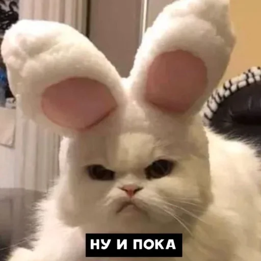 Эмодзи Котики