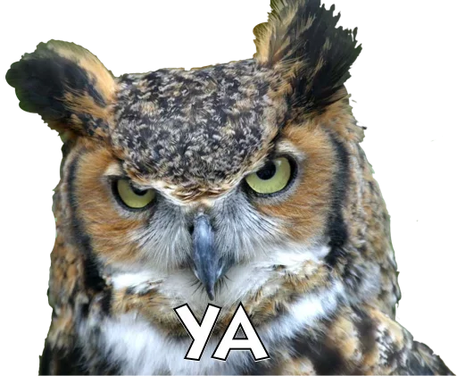 Эмодзи Owls