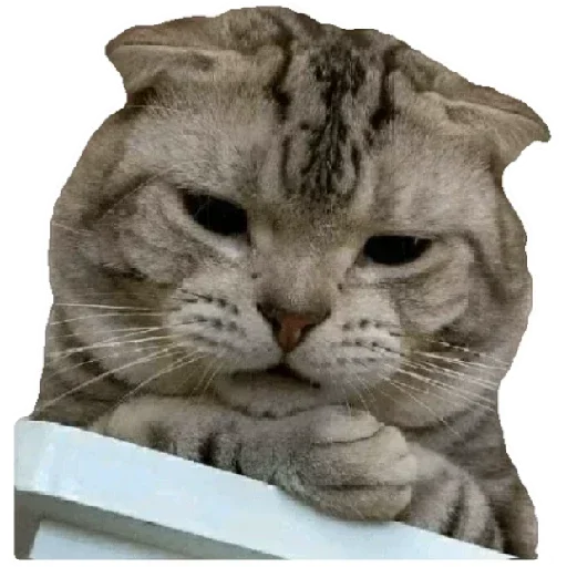 Эмодзи Anak_kucing