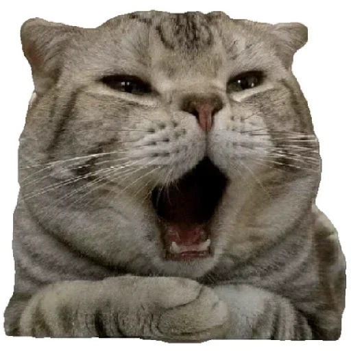 Эмодзи Anak_kucing