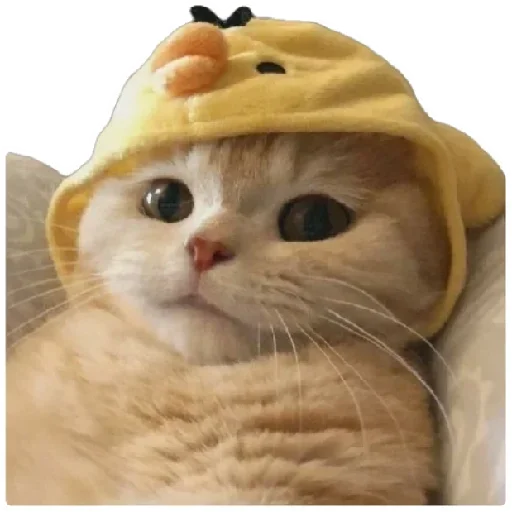 Эмодзи Anak_kucing