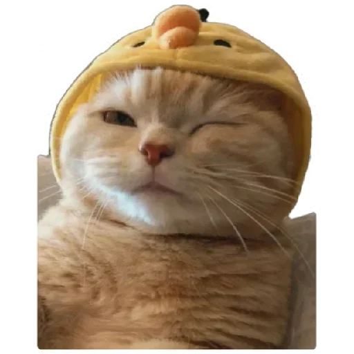Эмодзи Anak_kucing
