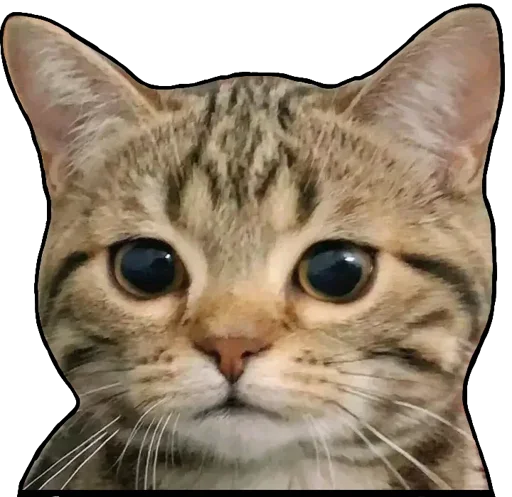 Эмодзи Kucing 🐈 🐈