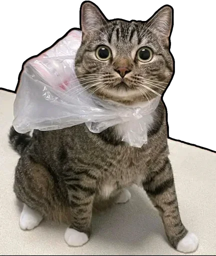 Эмодзи Kucing 🐈 🐈