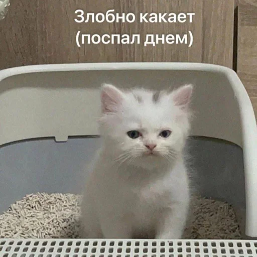 Эмодзи Cats | Котики