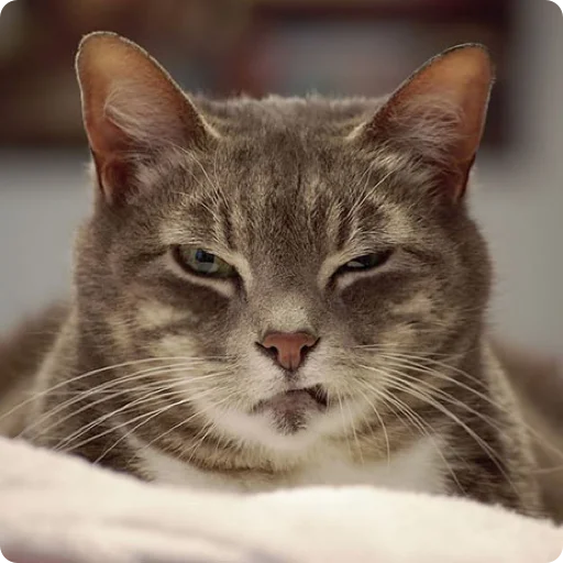 Эмодзи Cats | Котики