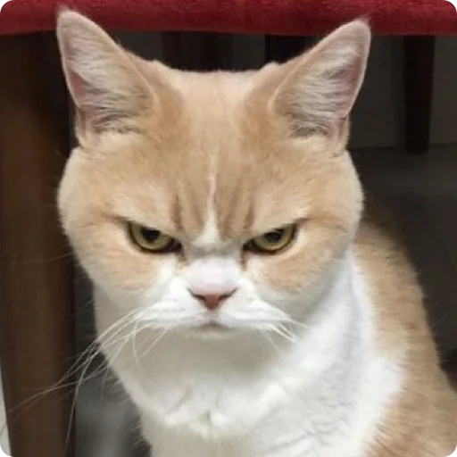 Эмодзи Cats | Котики