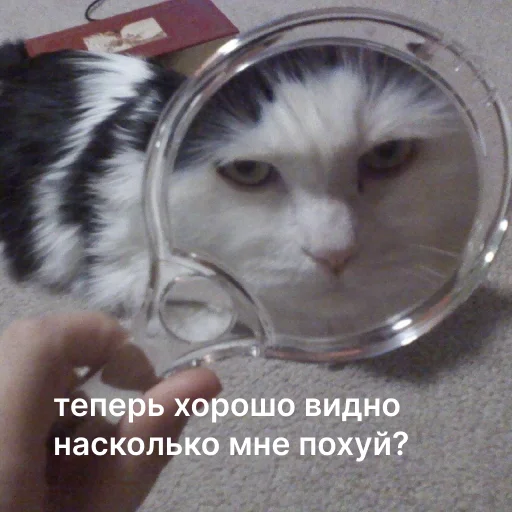 Эмодзи Cats | Котики