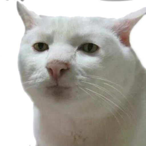 Эмодзи AnimalPhotoEmoji