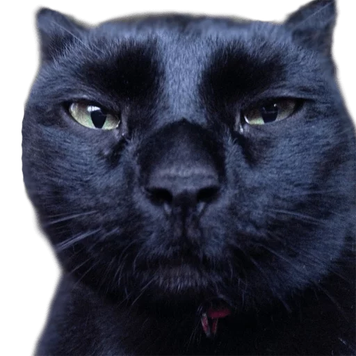 Эмодзи AnimalPhotoEmoji