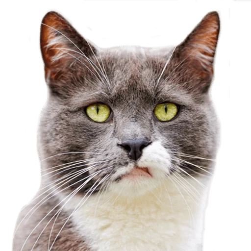 Эмодзи AnimalPhotoEmoji