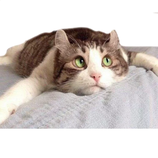 Эмодзи AnimalPhotoEmoji