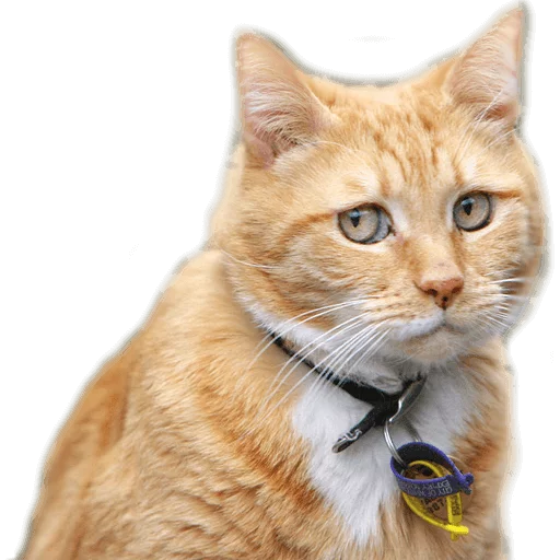 Эмодзи AnimalPhotoEmoji