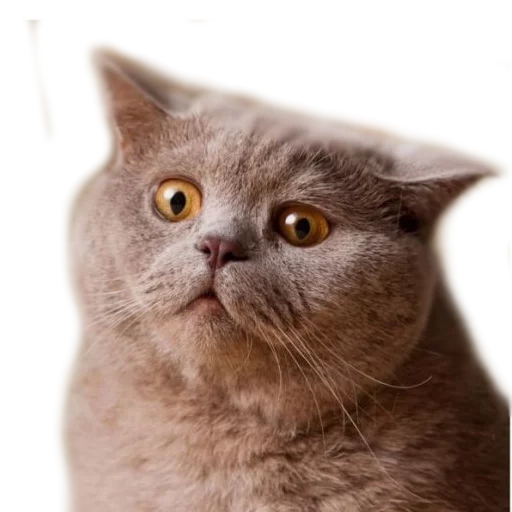 Эмодзи AnimalPhotoEmoji