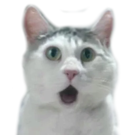 Эмодзи AnimalPhotoEmoji