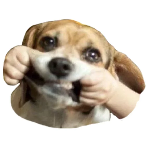 Эмодзи Animals Cute