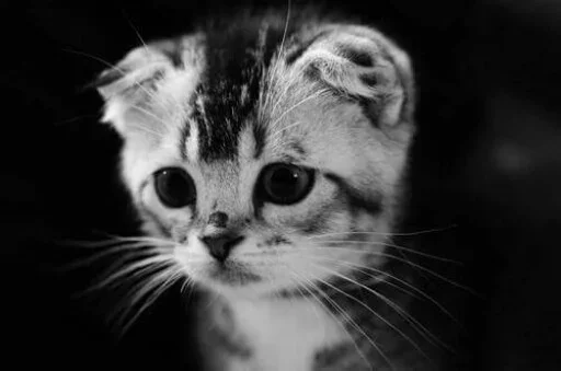 Эмодзи Animals Mood
