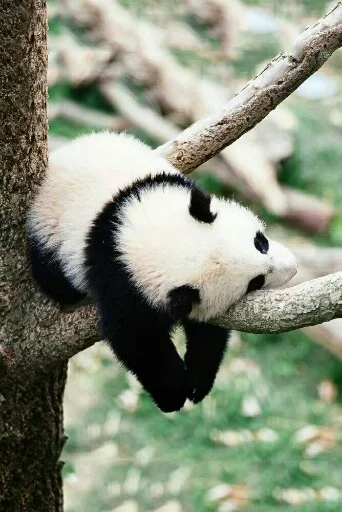 Эмодзи Animals Mood