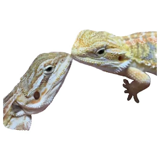 Эмодзи Animals world