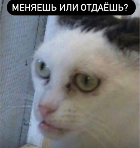 Эмодзи Memes | Мемы