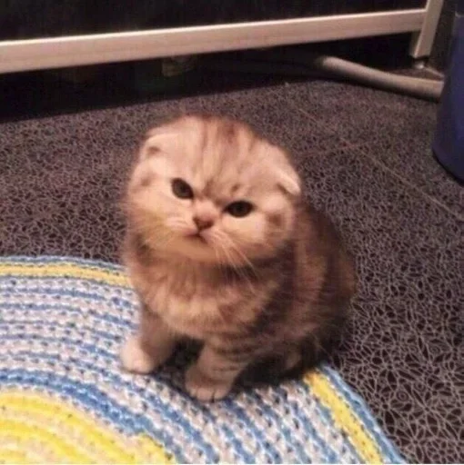 Эмодзи Котята