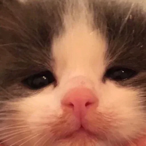 Эмодзи Котята