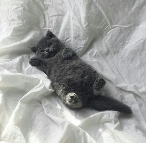 Эмодзи Котята