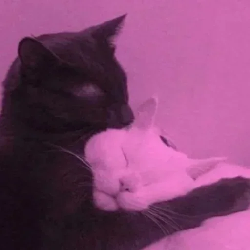Эмодзи Котята