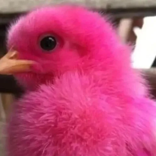 Эмодзи BIMBO ANIMALS