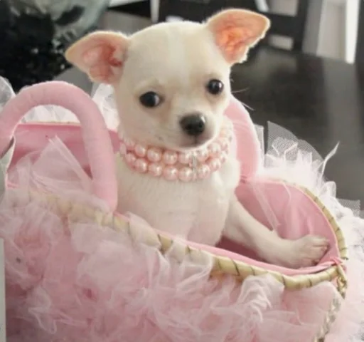 Эмодзи BIMBO ANIMALS