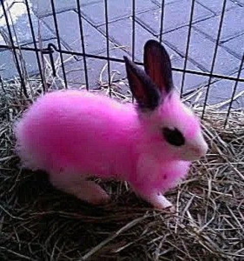 Эмодзи BIMBO ANIMALS