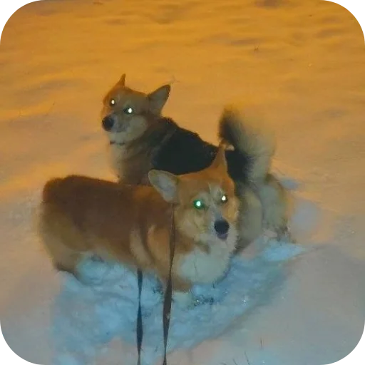 Эмодзи Бандит Бублик Кекс Коржик