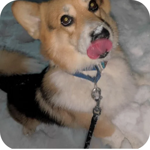 Эмодзи Бандит Бублик Кекс Коржик