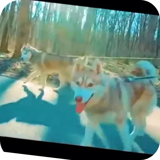 Эмодзи Бандит Бублик Кекс Коржик